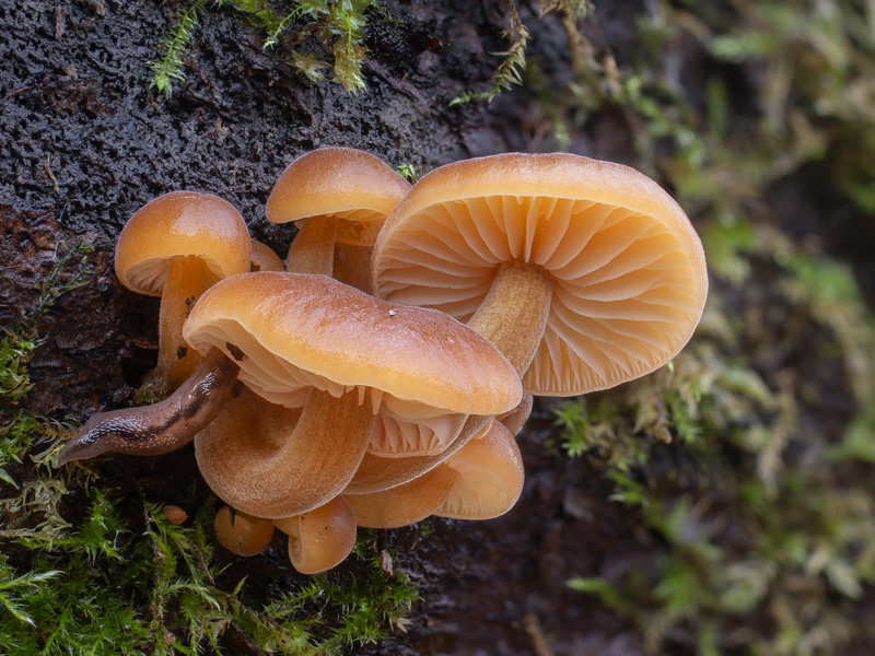 Flammulina velutipes